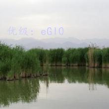 Ʋ