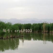 α