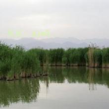 α