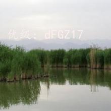 ɹ