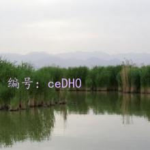 α