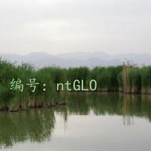 ɹ