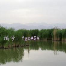 ɹ