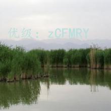 ʦ