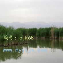 α