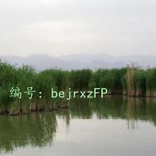 ѧ