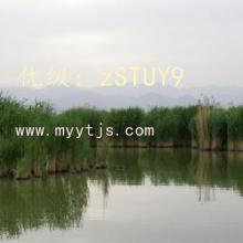 ʦ