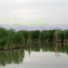 α