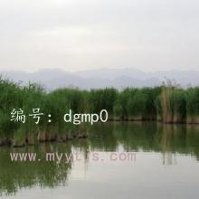 α
